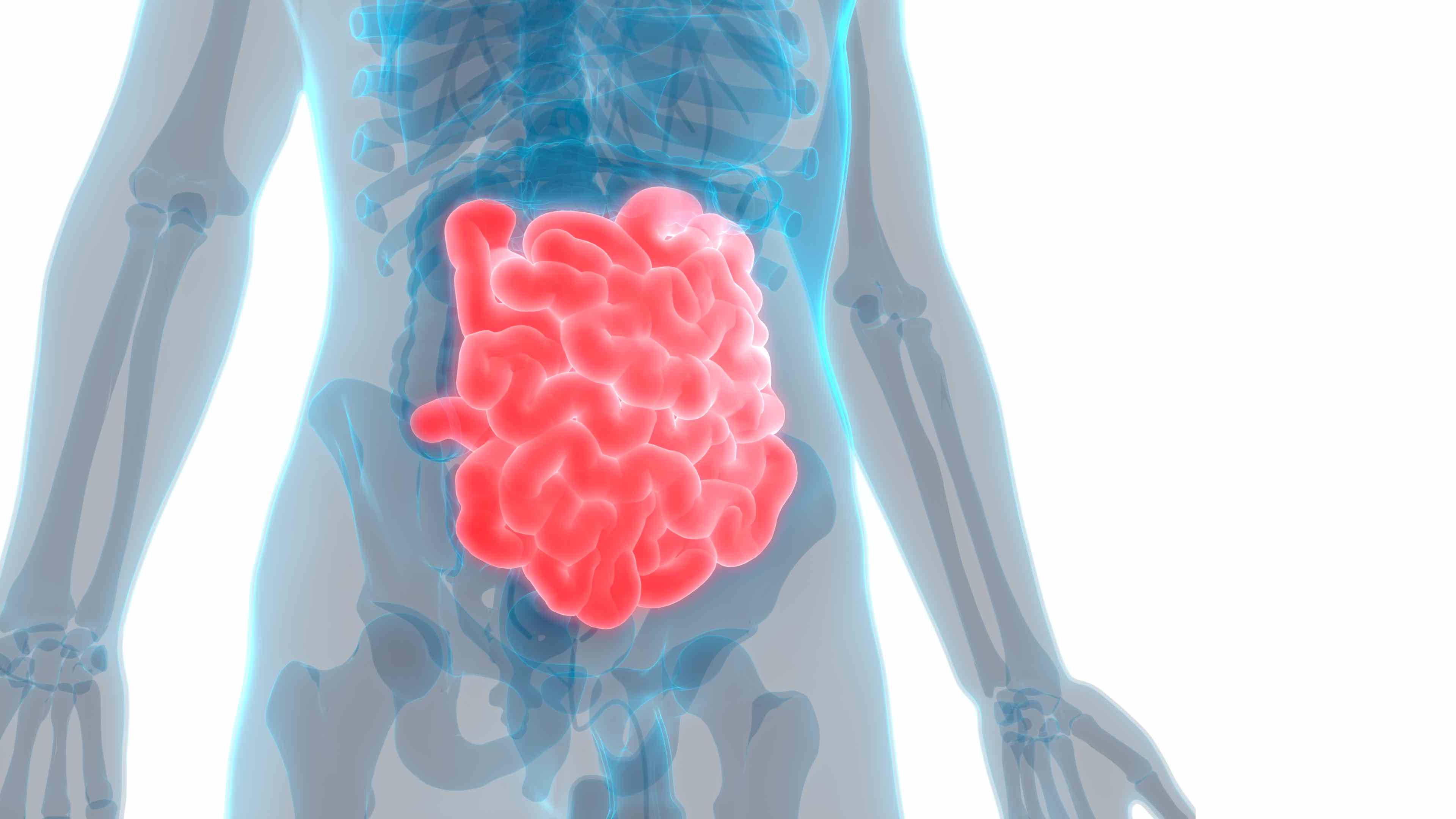 Small Intestine- Anatomy, Functions and Conditions